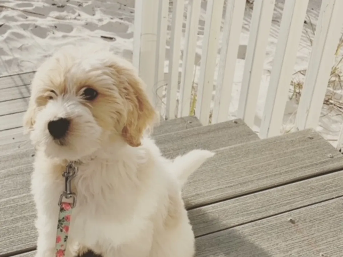 A small fluffy dog on a leash stands on a wooden porch with railings, with the sandy beach visible just beyond. The image captures a pet-friendly moment and the proximity of the condo to the sand, reinforcing the 'pet-friendly' aspect and the ease of taking pets for walks right from the property.